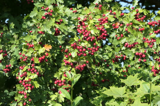 Beeren an einem Weissdorn-Strauch