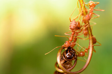 red ant, action helping for food on the branch big tree, in garden among green leaves blur background, selective eye focus and black backgound, macro