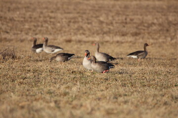 Greylag goose