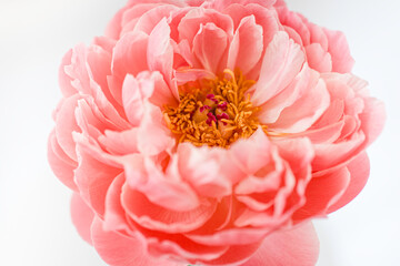 Pfingstrose von innen © Vivien