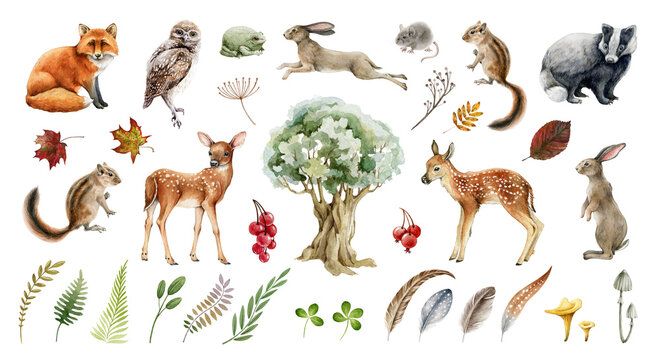 Forest wild animal big set. Watercolor illustration. Fox badger rabbit deer and chipmunk. Bunny, owl bird, toad, feather, leaf. Natural element collection. Realistic woodland set on white background