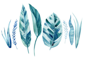 Blue Tropical leaves on an isolated white background. Watercolor Design elements