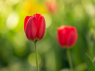 jolie tulipes