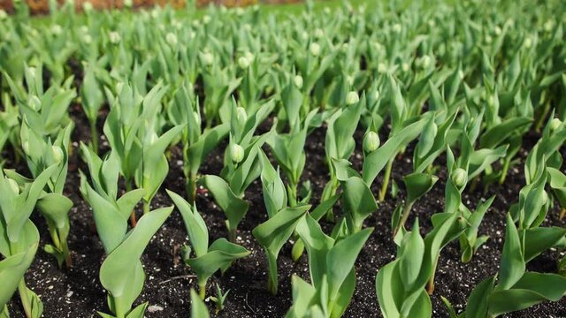 Closeup view 4k stock video footage of many beautiful fresh green tulip flowers growing and blooming on lawn of park or garden outdoor. Springtime season