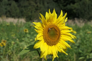 Sonnenblume auf einem Acker