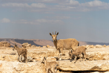 Capra ibex nubiana, Nubian Ibexes family near Mitzpe Ramon. High quality photo