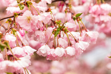 beautiful cherry blossom in spring