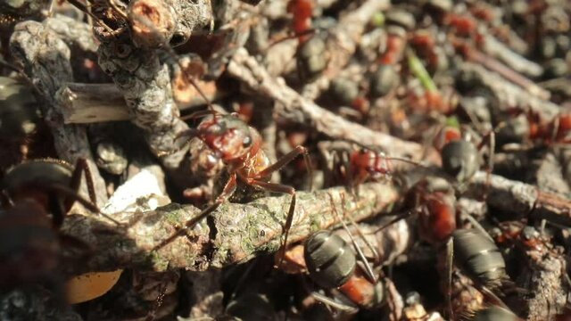 Wild ant hill in the forest super macro close-up shot