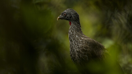 Andean Guan
Penelope montagnii