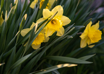 Flowering daffodils in focus in the foreground and blurred in the dark background