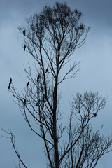 bird tree