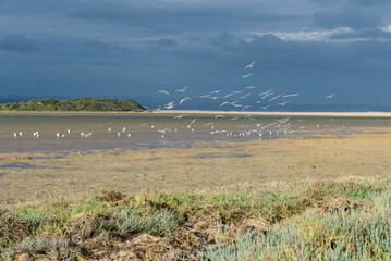 Landscape photo of a flock of seagulls taking off and flying into the air on the beach against dramatic dark blue sky.