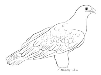 Cartoon  wild eagle in isolate on a white background. Vector illustration.