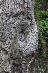 Fototapeta premium Abstraction of a tree