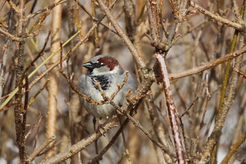 sparrow on a branch