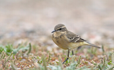 Western Yellow Wagtail - Motacilla flava, Crete
