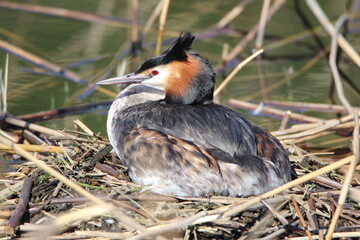 great crested grebe