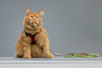 maine coon in a harness on a gray background