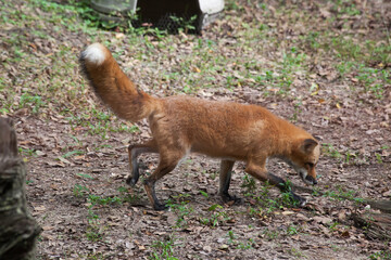 Red fox outdoors in nature