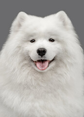 Obraz premium samoyed on gray background