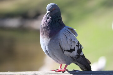 pigeon