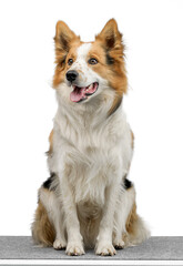 border collie on white background