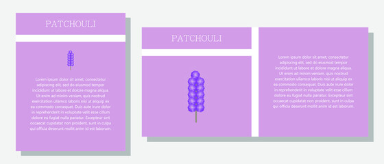 Patchouli. Information banner or tag in two designs. Description and useful properties of patchouli. Template for essential oil, spices. Brochure with empty space for text.