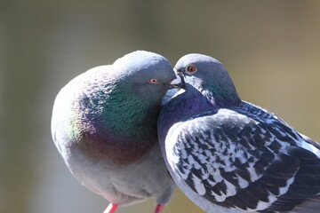 kissing pidgeons