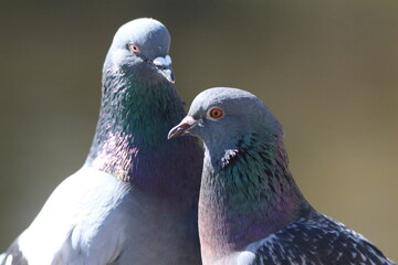 close up of a pigeon