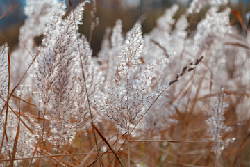 Spikelets of a fluffy plant in light pastel colors sway in the wind