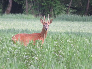 deer animal horns cute funny funny curious frightened