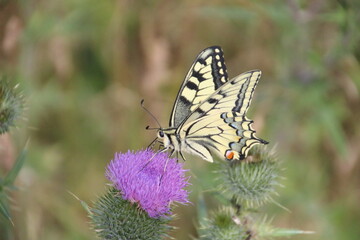 butterfly on thistle