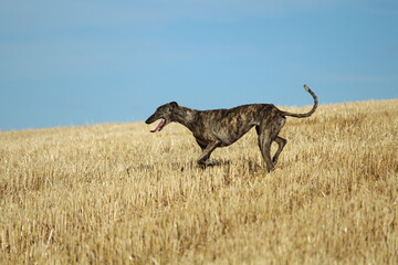 Spanish greyhound in mechanical hare race in the countryside