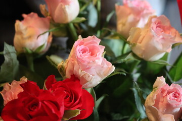 pink flower beautiful skewer-colored skewers natural leaves