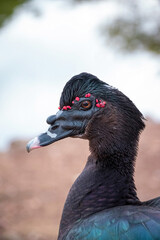 Portrait Exotic black Duck in a park, black duck in a zoo. Exotic goose in farm