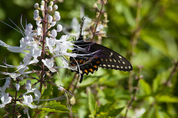 Butterfly on a flower outdoors
