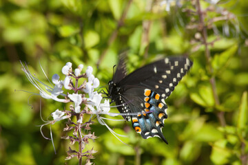 Butterfly on a flower outdoors