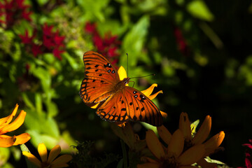 Butterfly on a flower outdoors