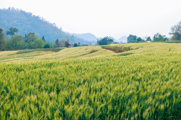 Obraz premium barley fields