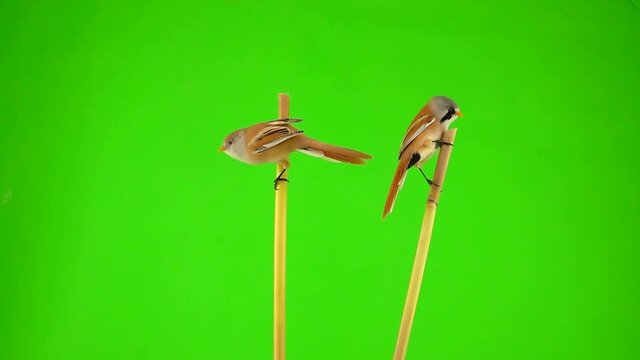 mustachioed tits sit on bamboo, fly away and fly back on a green screen. studio, slow motion