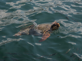 Greece Kefalonia Sea Turtle