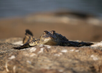 Beauty of south indian jungles