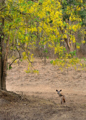 Beauty of south indian jungles