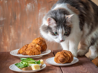 A fluffy, naughty tortoiseshell cat climbed onto the table set for breakfast