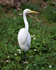 Great White Egret Stock Photos.  Close-up profile view in foliage and white flowers foreground and evergreen background displaying white feather plumage in its environment and habitat. Image. Picture