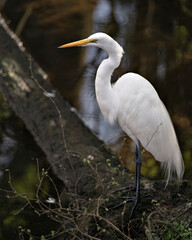 Great White Egret Stock Photos.  Close-up profile view by the water with blur background displaying white feathers plumage in its environment and habitat. Picture. Image.