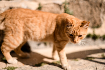 close-up of homeless ginger tabby cat walking on the street