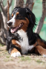 bernese mountain dog