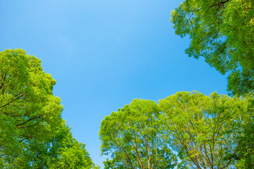Fresh green trees and blue sky