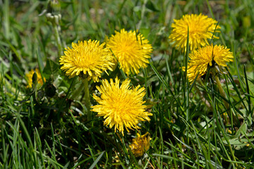 A plant blooming in early spring with yellow flowers called dandelion, which grows commonly on lawns in the city of Białystok in Podlasie in Poland
